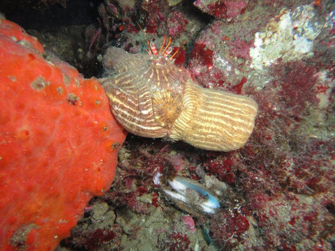 Buceo La Herradura-拉埃拉杜拉必去景点