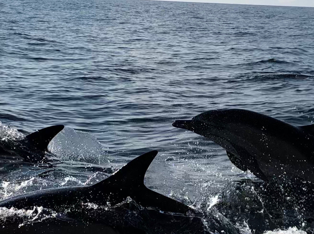 Gairloch Marine Life Centre & Cruises景点图片