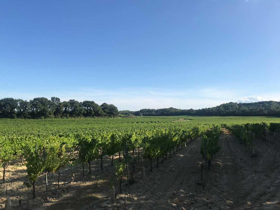 Domaine des Gravennes景点图片