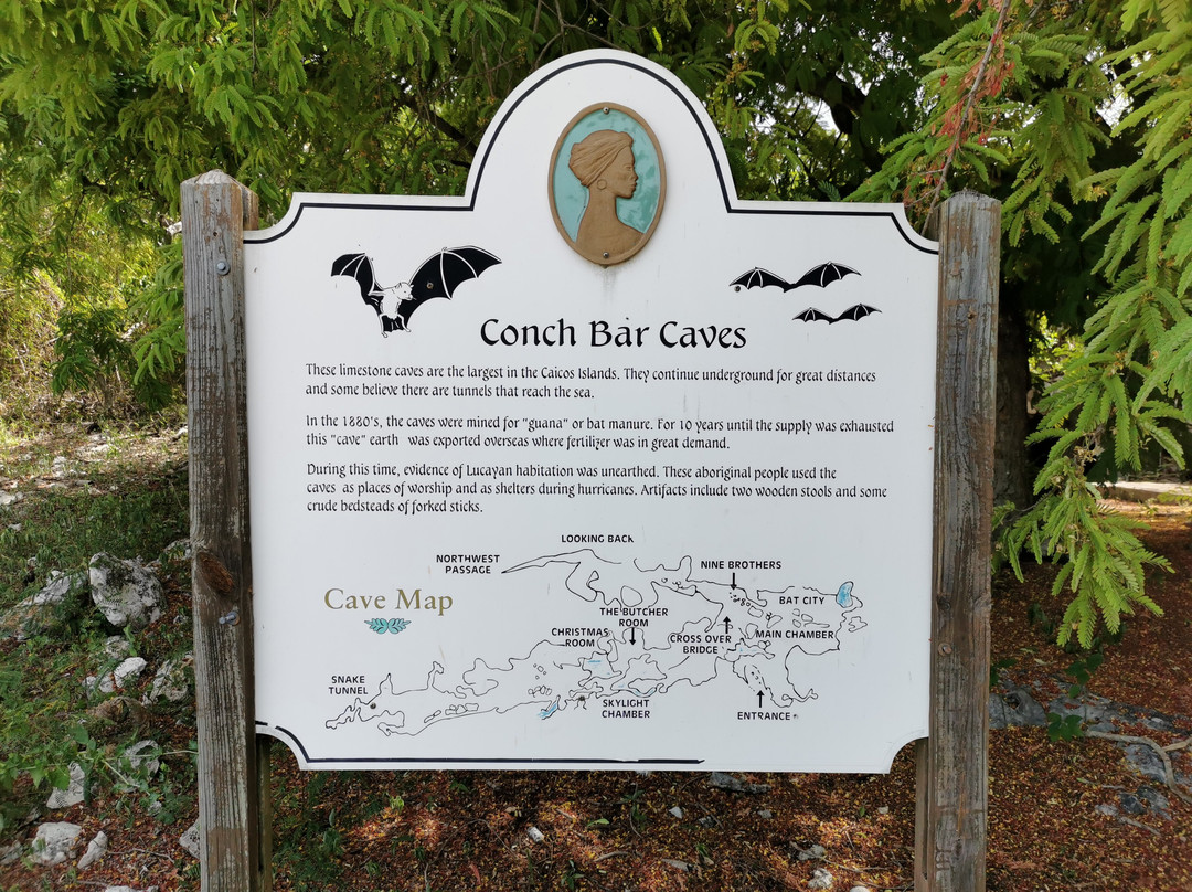 Conch Bar Caves景点图片
