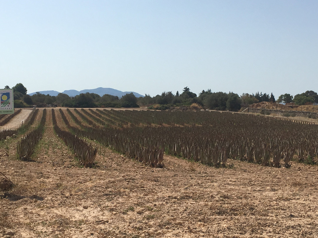Aloe Vera Farm Mallorca景点图片