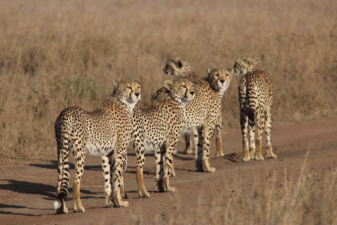 Monarch Safari Guides - Day Tours-阿鲁沙必去景点