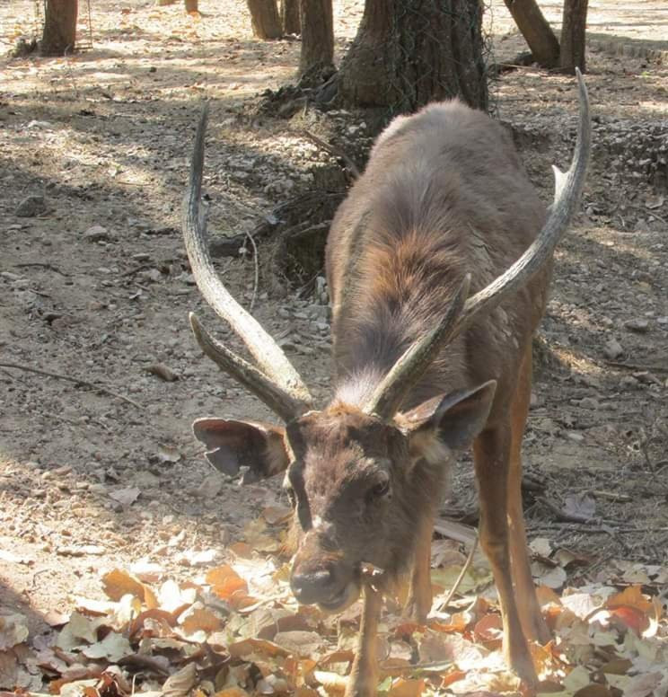 Deer Park景点图片