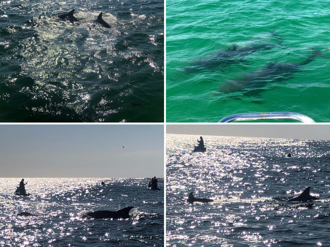 Panama City Dolphin Seafari景点图片