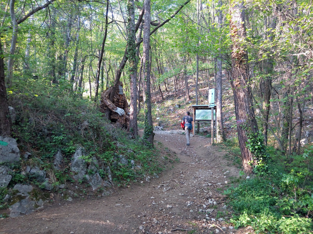 Bosco di Quercus景点图片