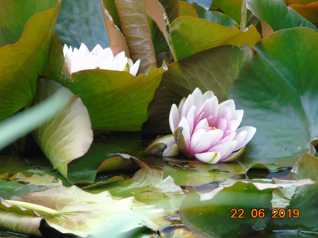 Goltho Gardens景点图片