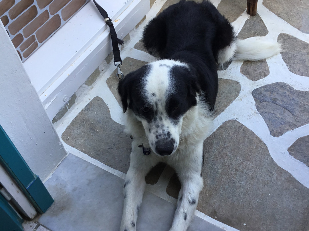 Gryspo's Hotel主图