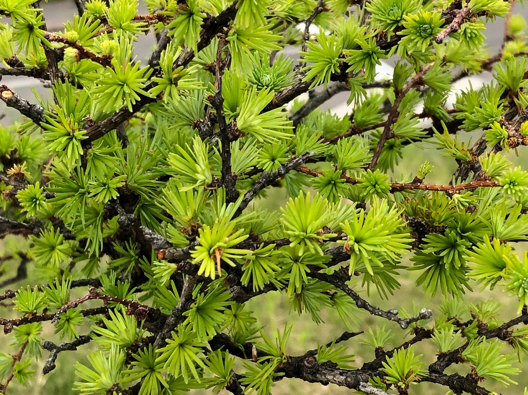 Karikachitoge-南富良野町必去景点