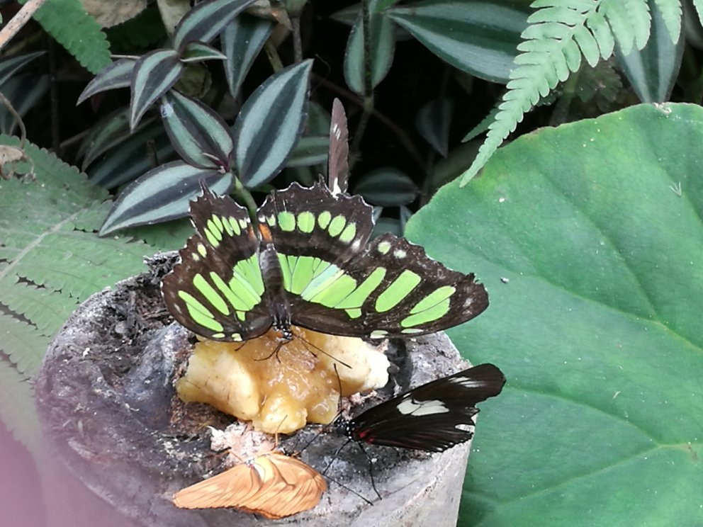 Nathaly Butterfly Garden-明多必去景点