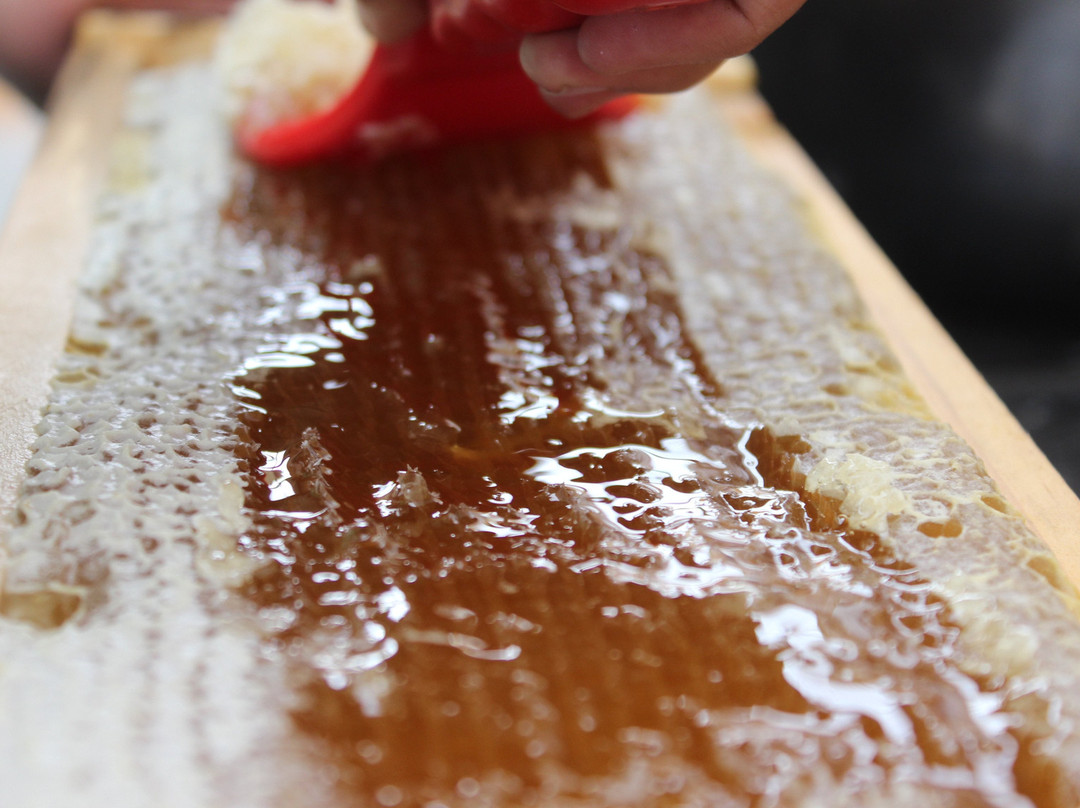 Bee Farm Shunku-Machachi必去景点