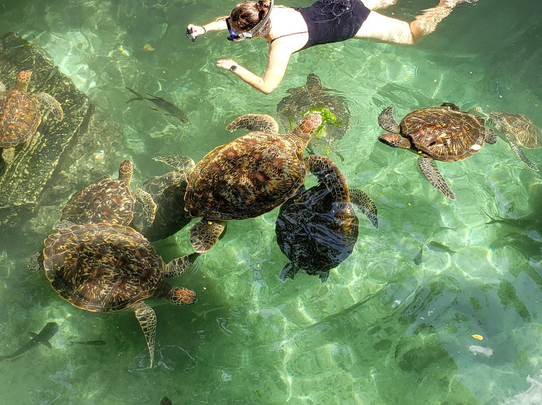 Baraka Natural Aquarium - Nungwi-孥归必去景点