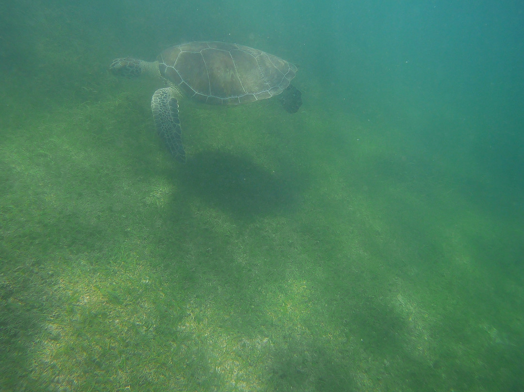 Akumal Bay Dive Center景点图片