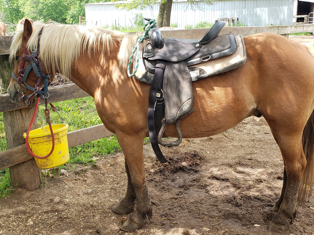 Red Ridge Riding Stable景点图片