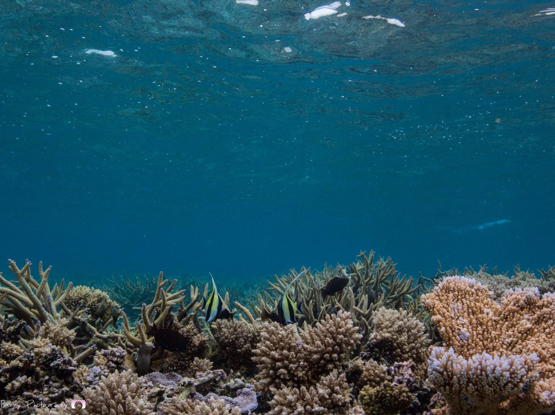 Pure Ocean Dive & Water sports-Mulifanua必去景点