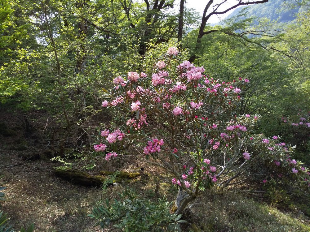 Tsurugi Mountain Tourism Lift-剑町必去景点