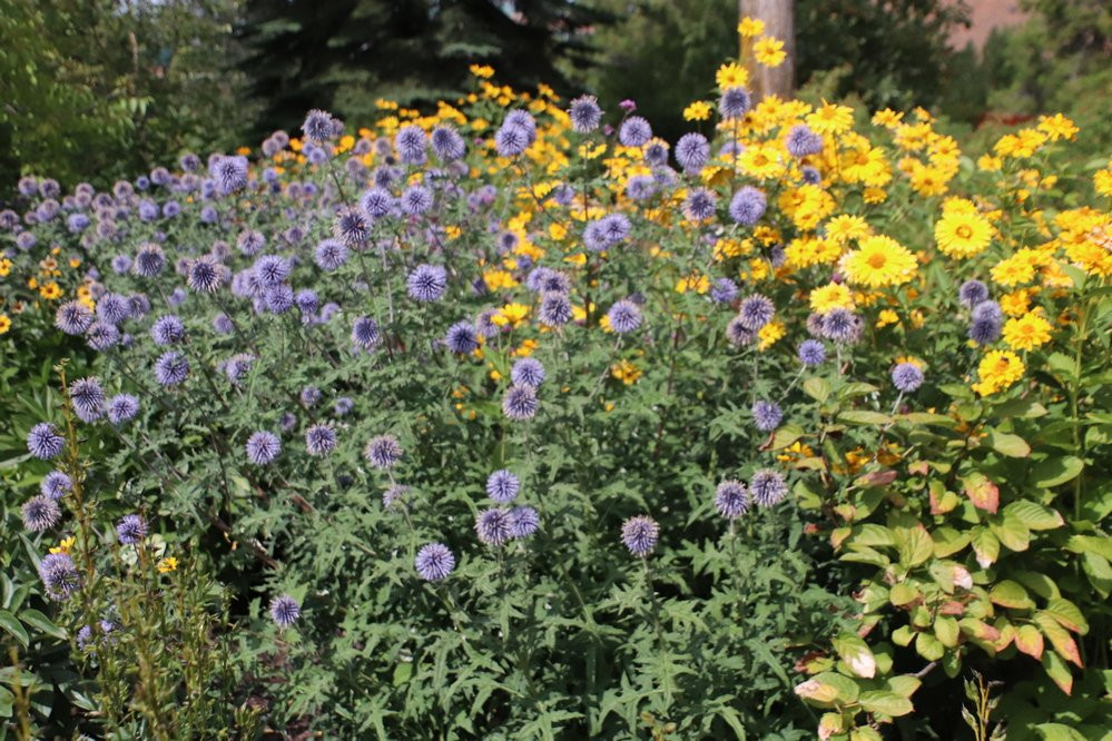 Olds College Botanic Gardens & Constructed Wetlands景点图片