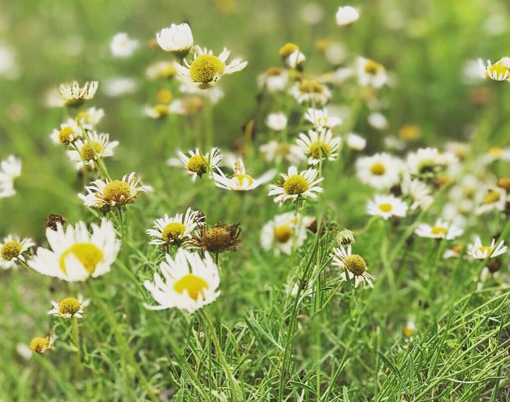 Hill Country State Natural Area-Bandera必去景点
