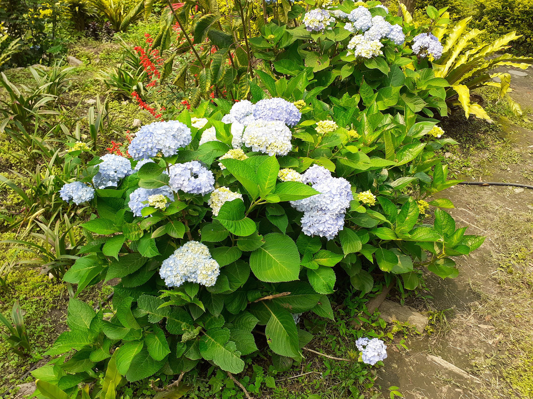 River Orange Garden-Pelling必去景点