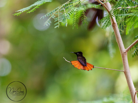 The Naturalist Beach Resort主图