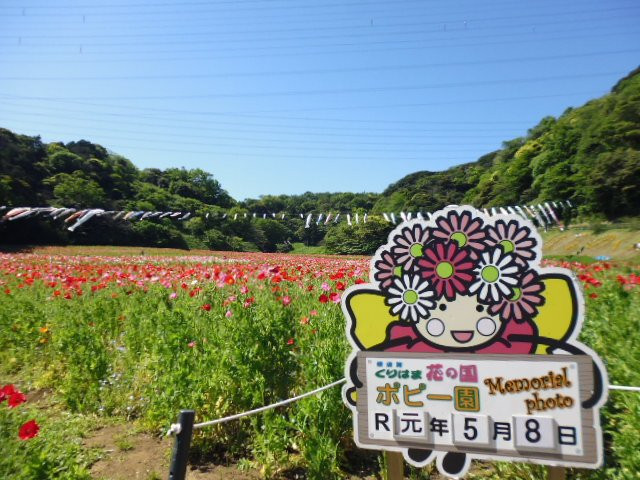 Kurihama Flower Park景点图片