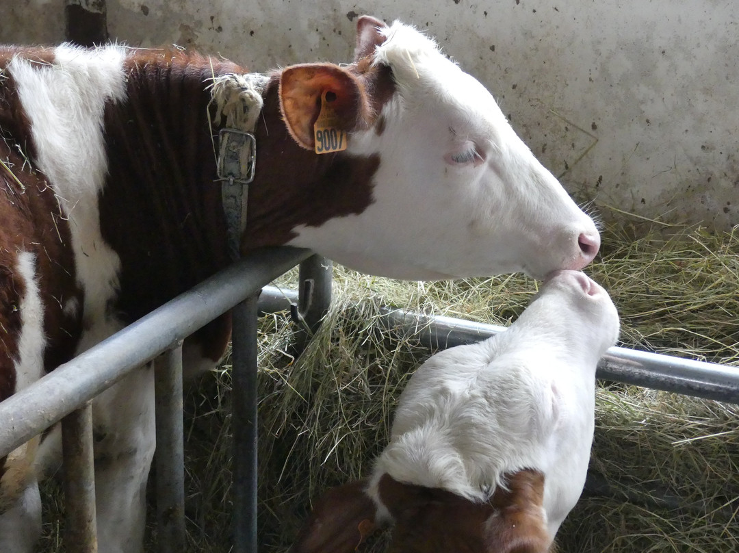 Ferme Bellonte景点图片