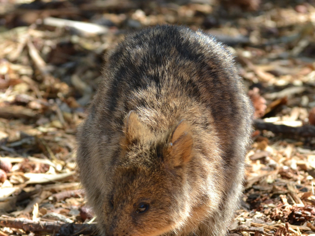 棕榈床和早餐主图