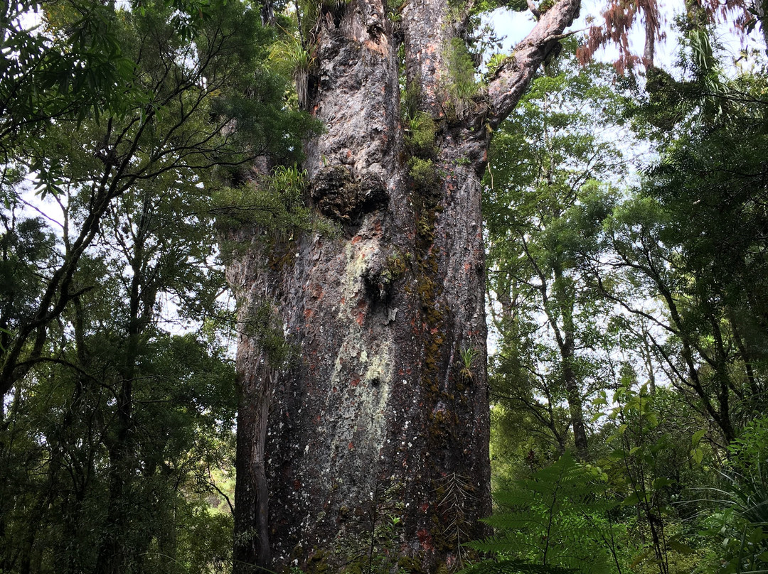 Te Matua Ngahere Walk景点图片