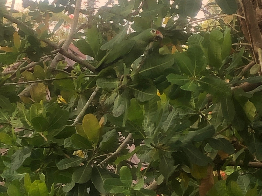 Laguna Lodge Tortuguero主图