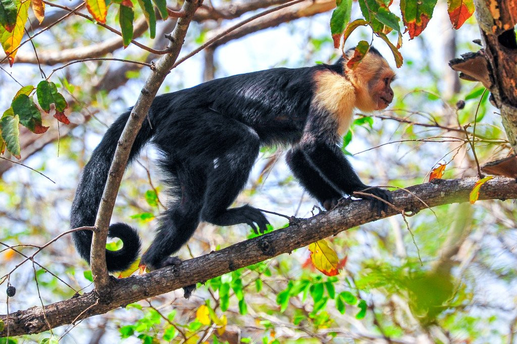 Roadrunner Transfers Costa Rica-塔马林多必去景点