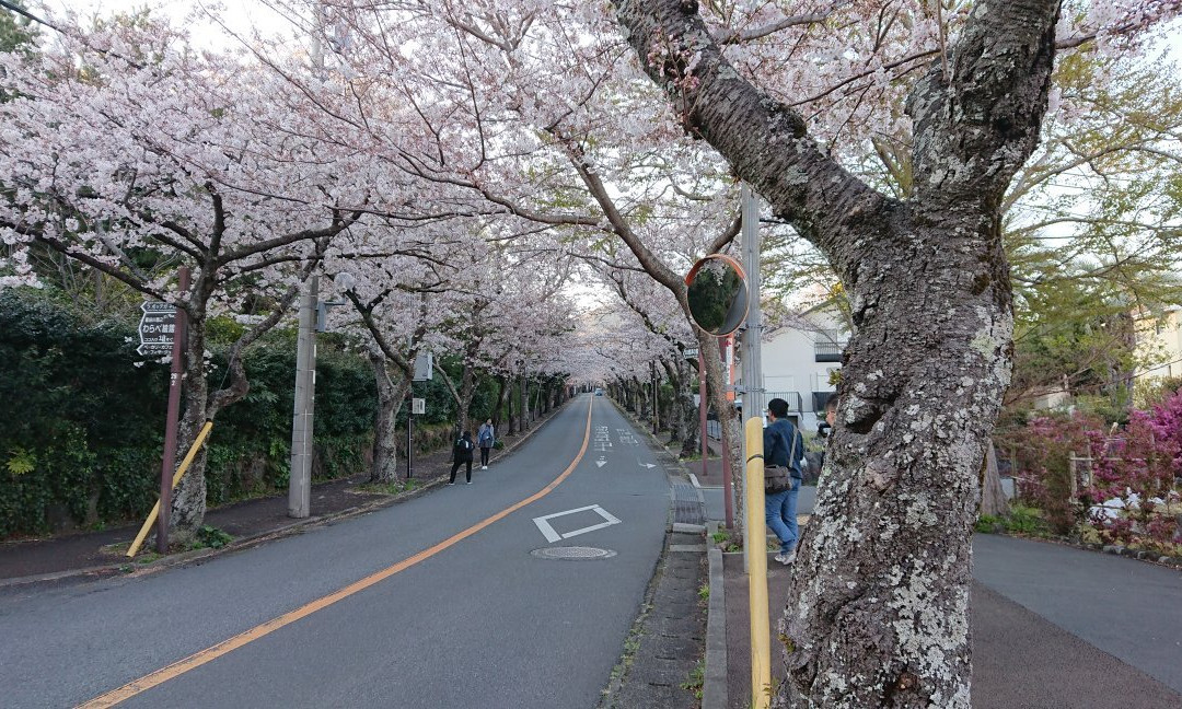 Cherry Blossom Trees at Izu Kogen Highlands景点图片