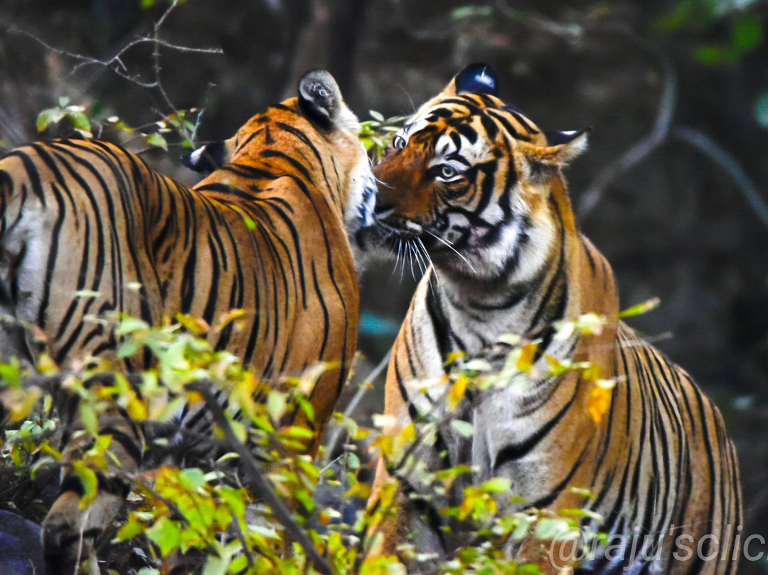 Ranthambore Tiger Reserve景点图片