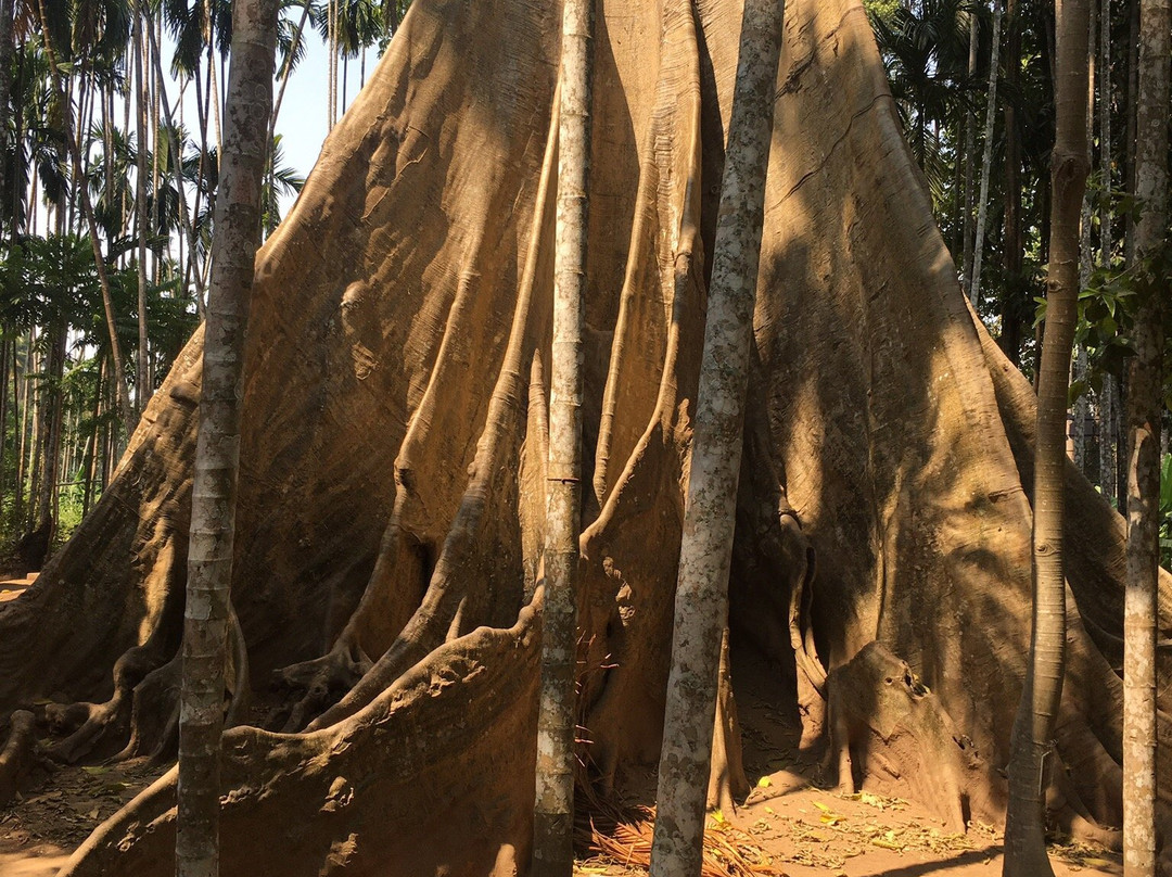 Big Tree景点图片