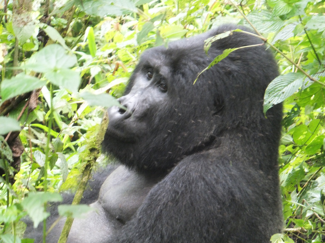 Gorilla Tours景点图片