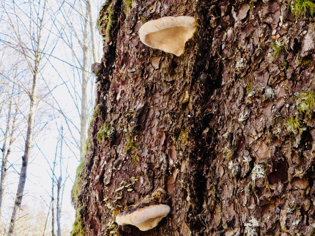 Giant Spruce Park景点图片