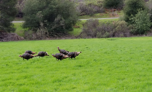 圣安东尼奥县农场公园-库柏蒂诺必去景点