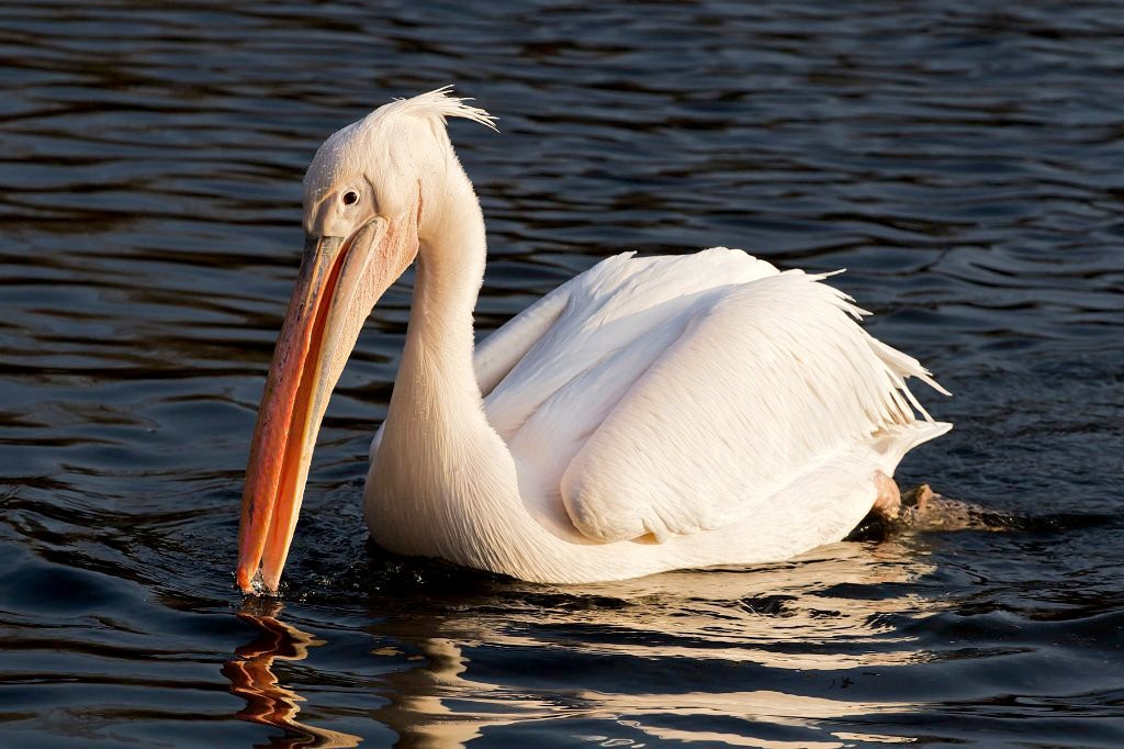 Kalametiya Lagoon Bird Sanctuary & Wetland Park景点图片