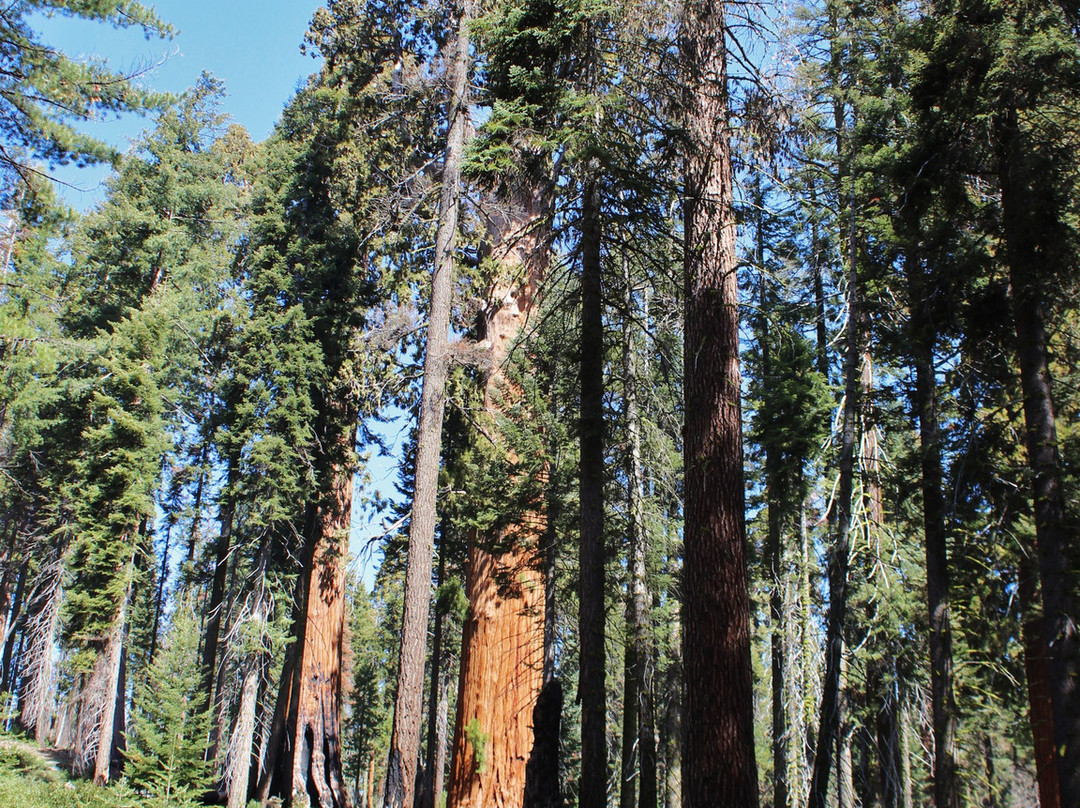 Huckleberry Trail-红杉&国王峡谷国家公园必去景点