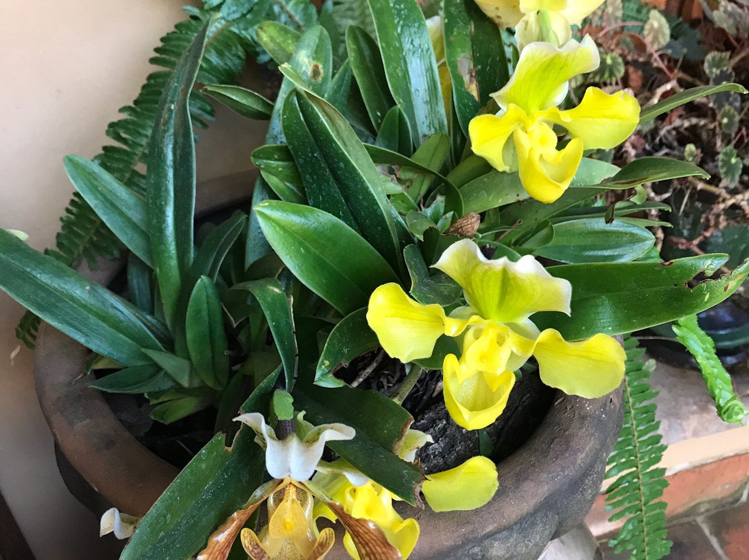 Villa Victoria主图