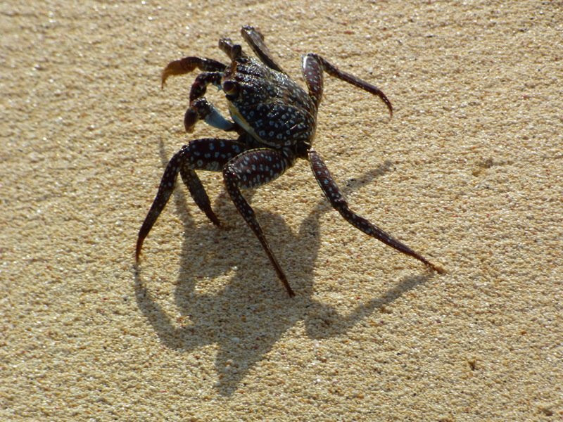 Hannays Beach-Georgetown必去景点