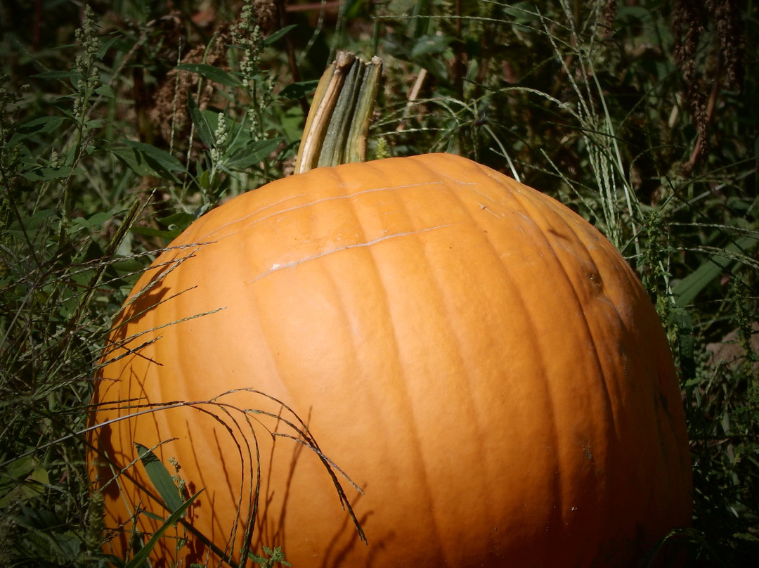 Stowe Farm-Millbury必去景点