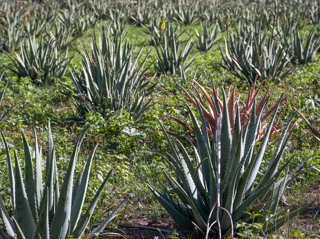 Finca Canarias Aloe Vera-La Gomera必去景点