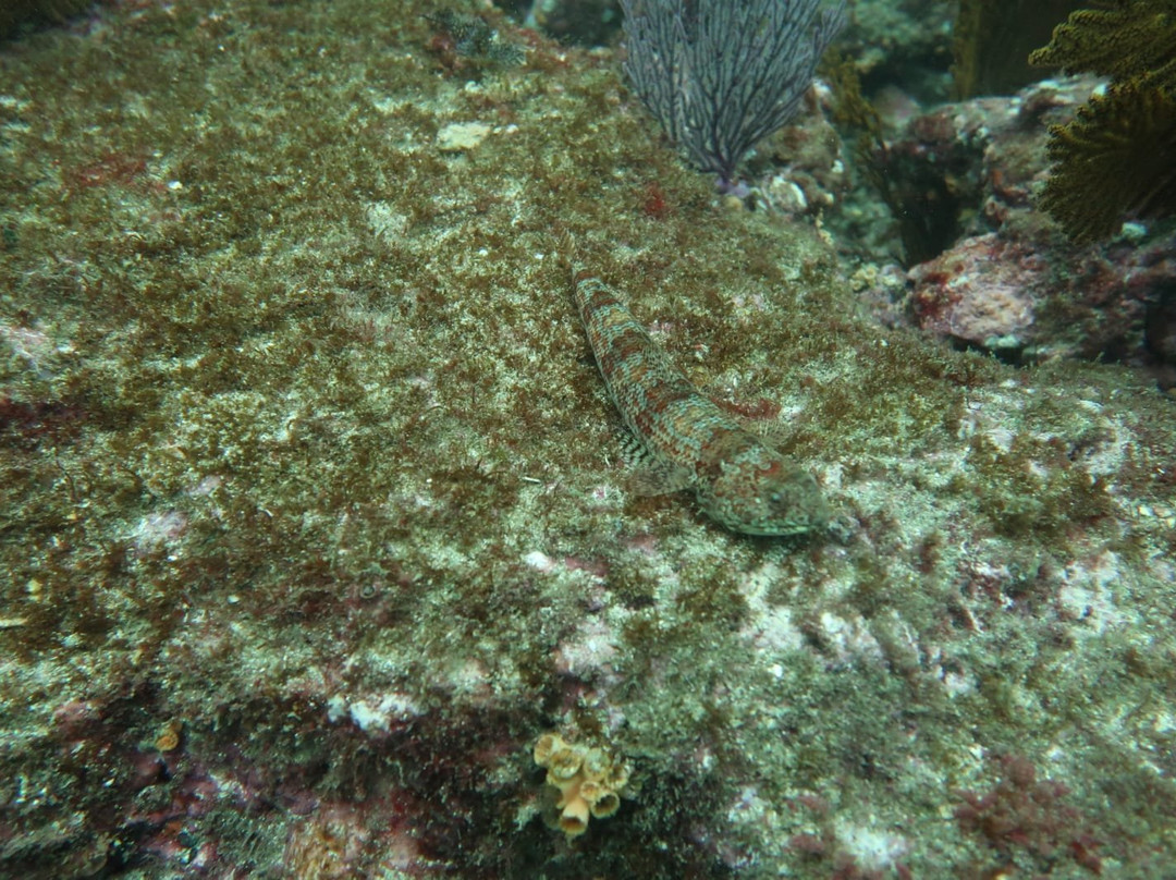 Native Diving-Puerto Lopez必去景点