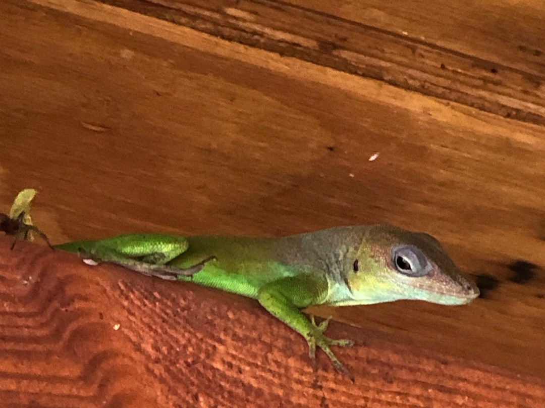 La Maison Creole主图