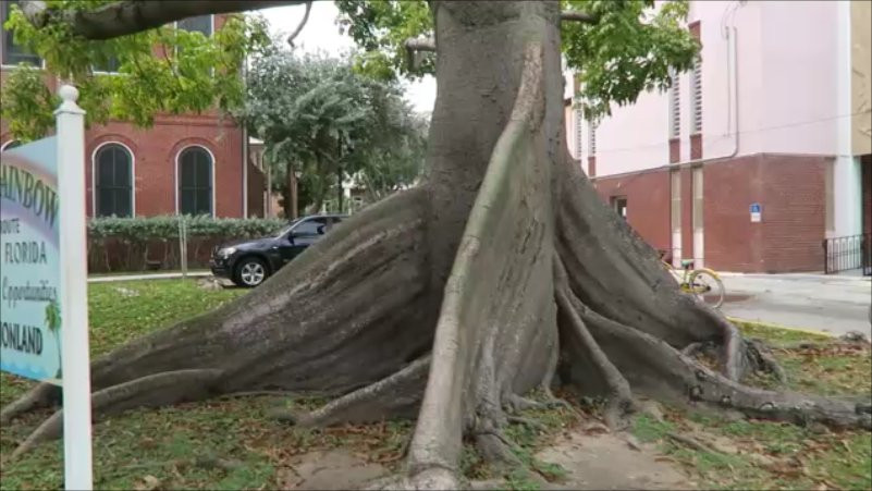The Kapok Tree景点图片