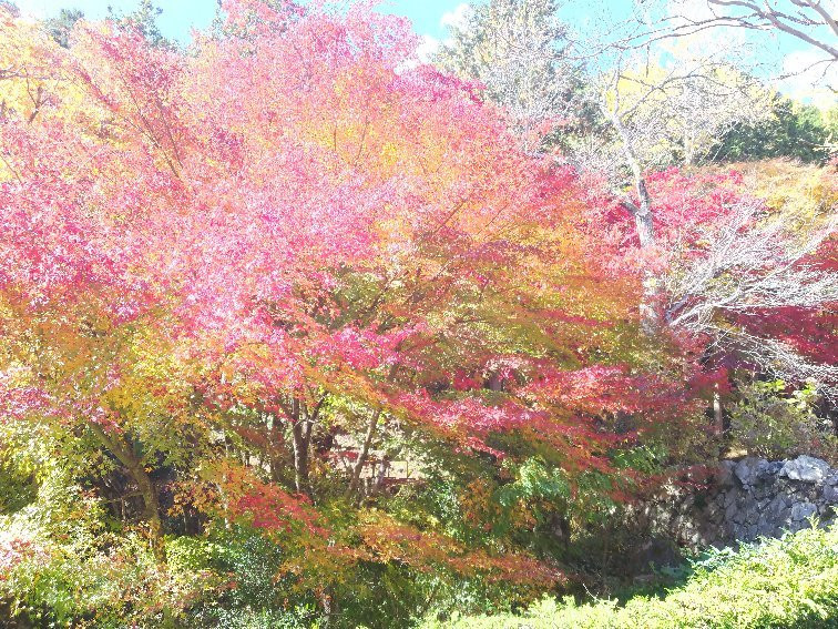 Dokoji Temple-丹波篠山必去景点