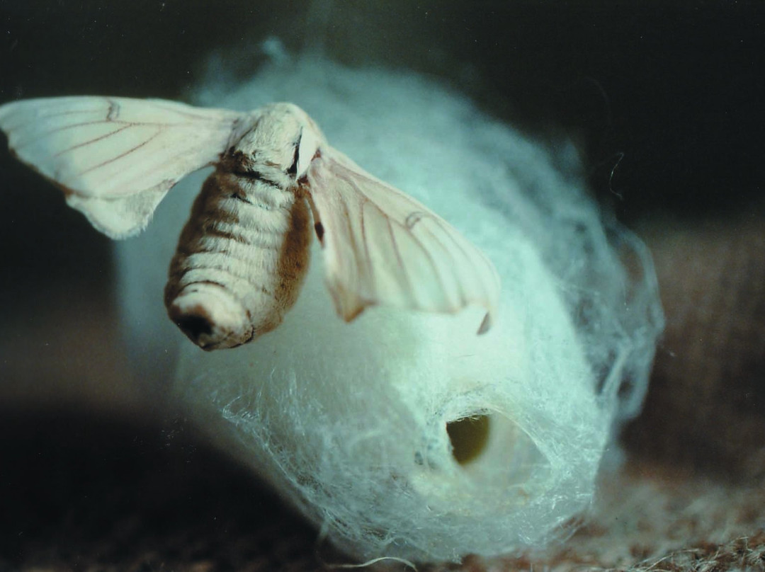 Le Conservatoire du Patrimoine de La Garde-Freinet-La Garde-Freinet必去景点