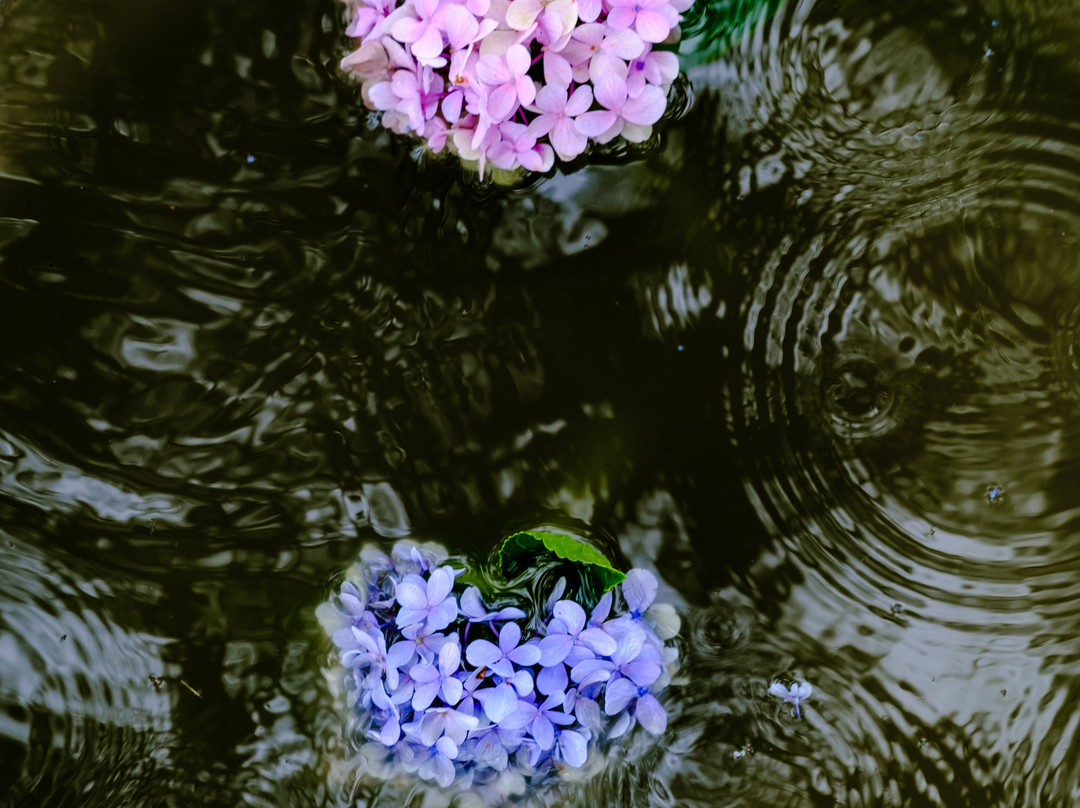 Shirori by Kaarah主图