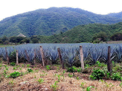 Sierra Magica Tours-瓦拉塔港必去景点
