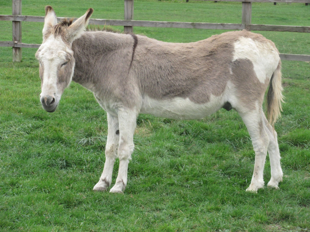 Radcliffe Donkey Sanctuary景点图片