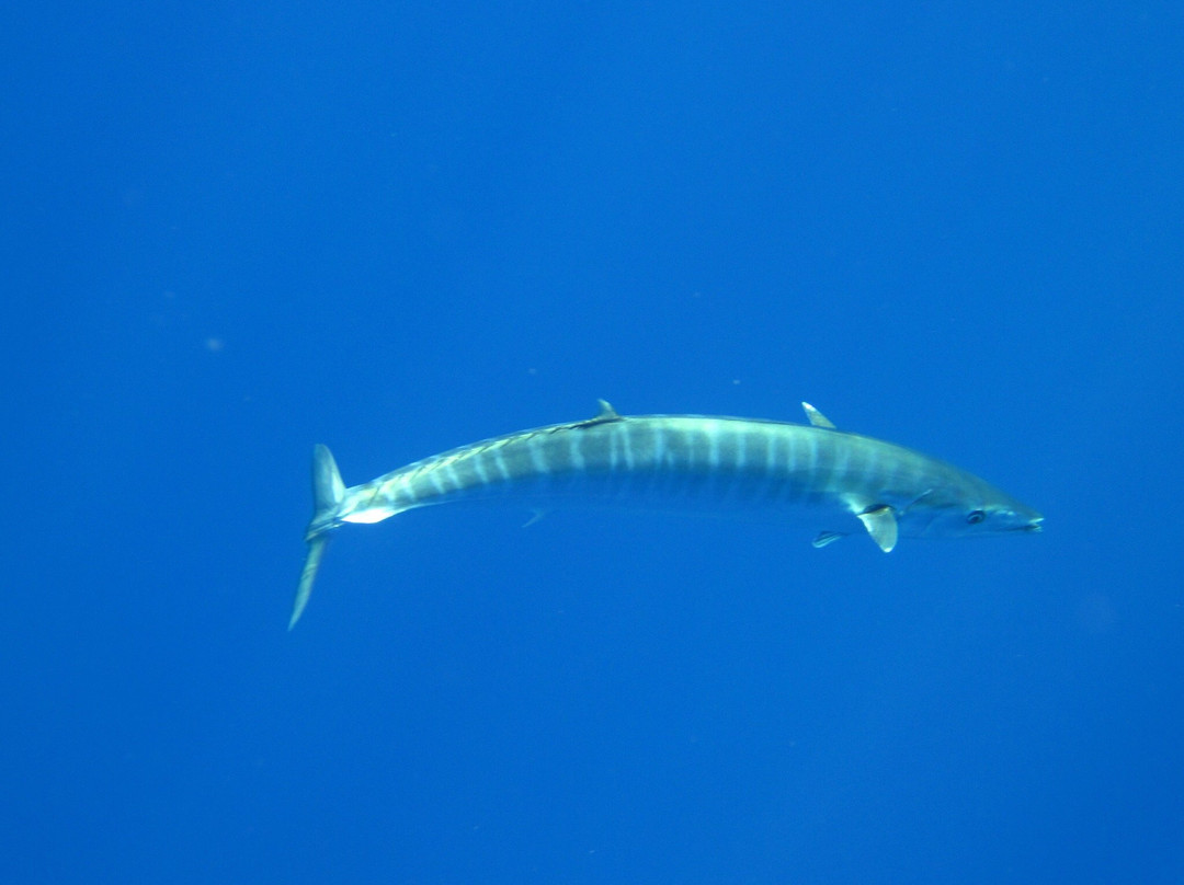 Fish Niue Charters-阿洛菲必去景点